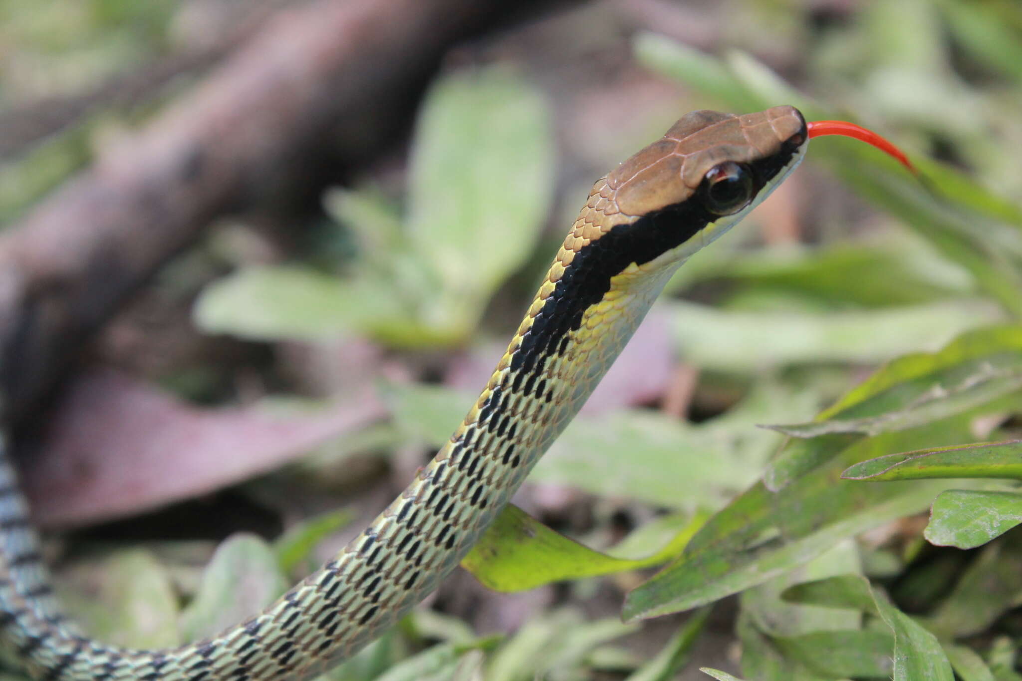 Imagem de Dendrelaphis striatus (Cohn 1905)