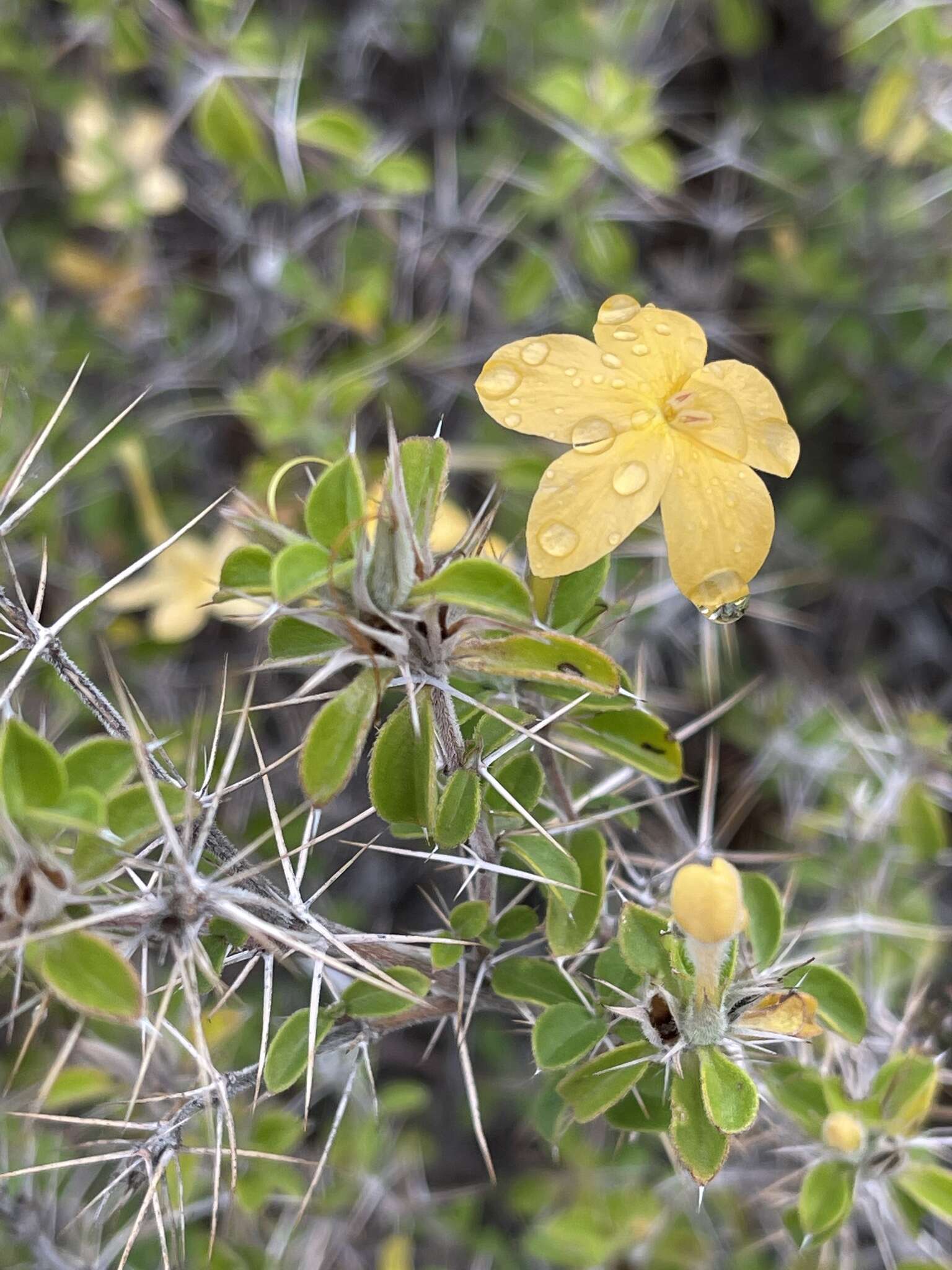 Image of Barleria holubii C. B. Cl.