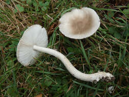 Image de Amanita spreta (Peck) Sacc. 1887