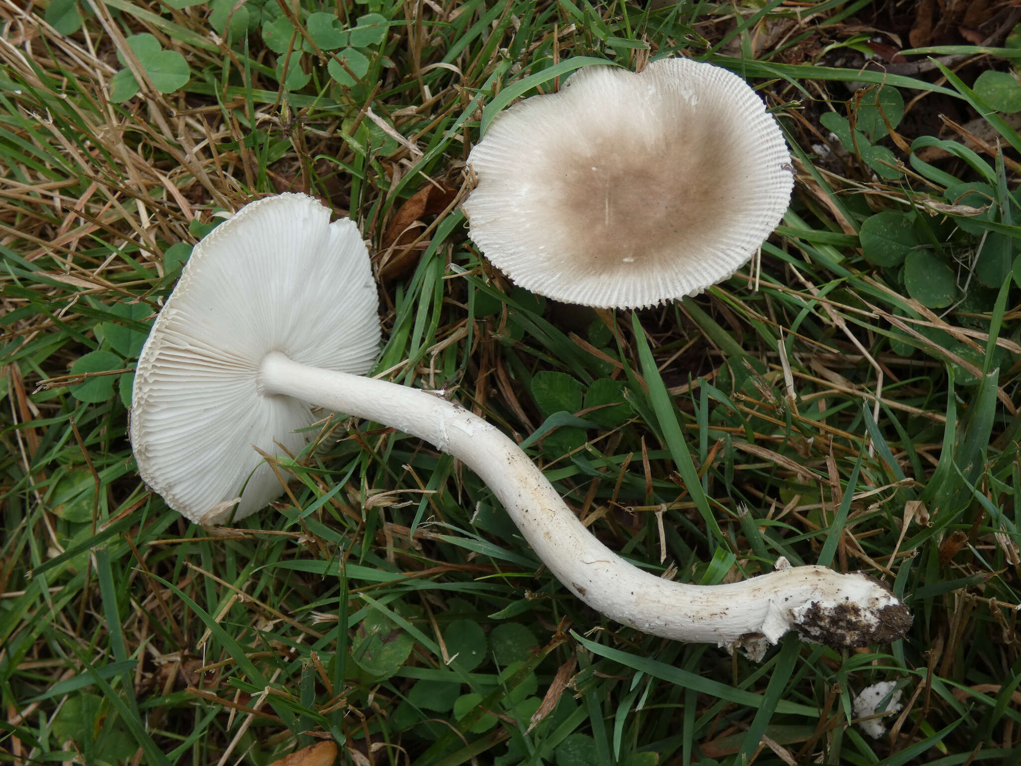 Слика од Amanita spreta (Peck) Sacc. 1887