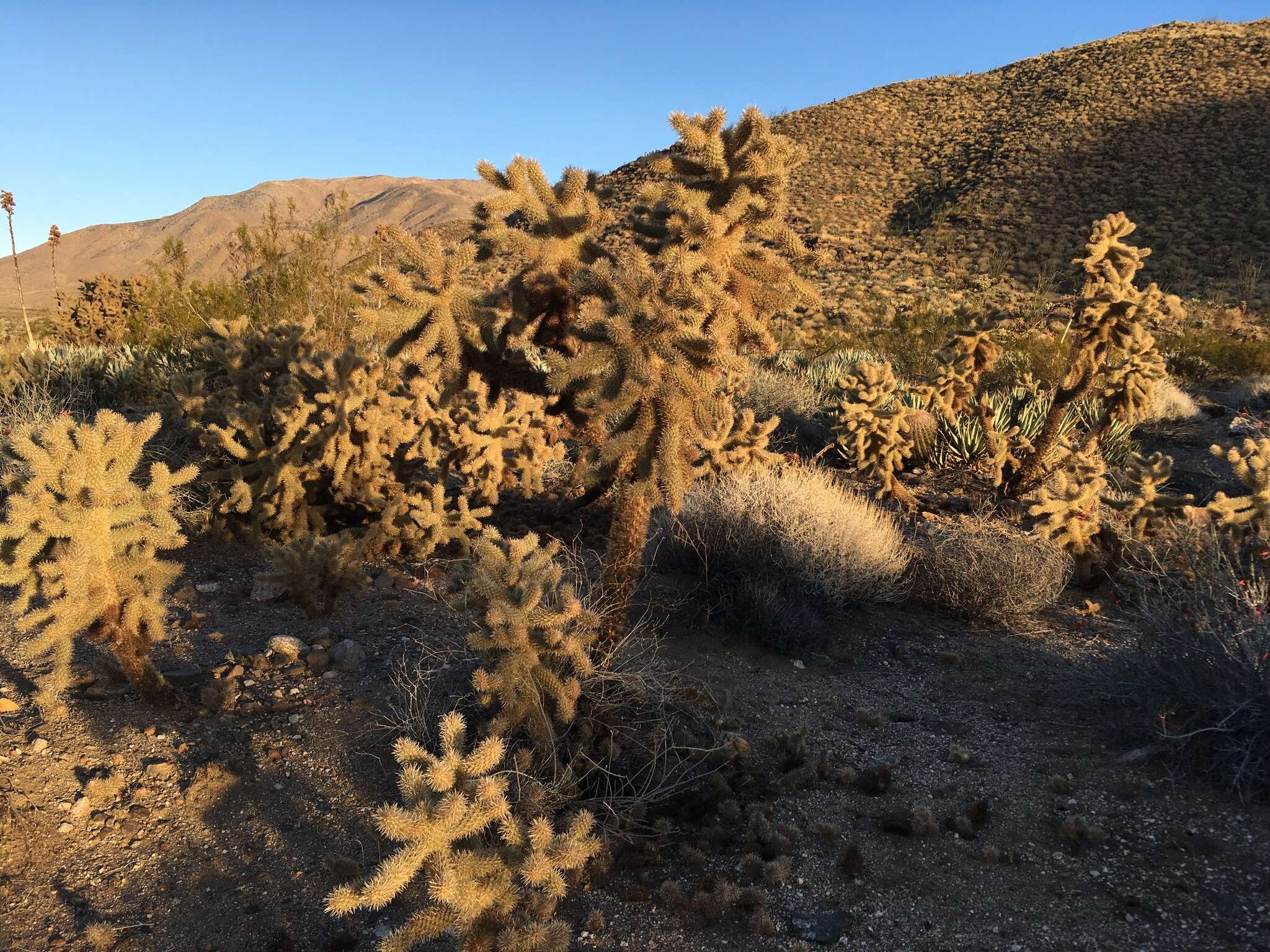 Image de Cylindropuntia fosbergii (C. B. Wolf) Rebman, M. A. Baker & Pinkava