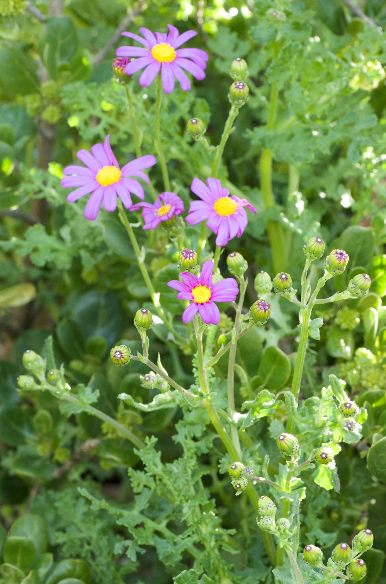 Image of redpurple ragwort