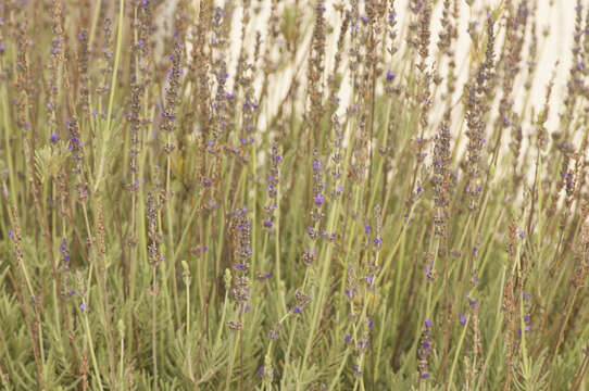 Image of English Lavendar