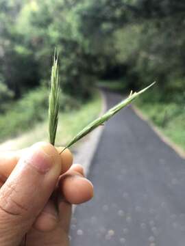 Image of Chinook brome