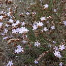 Imagem de Limonium virgatum subsp. virgatum