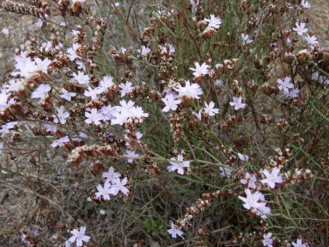 Image of Limonium virgatum (Willd.) Fourr.