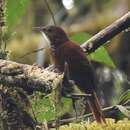 Image of Fulvous-dotted Treerunner