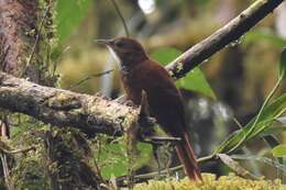 Image of Fulvous-dotted Treerunner