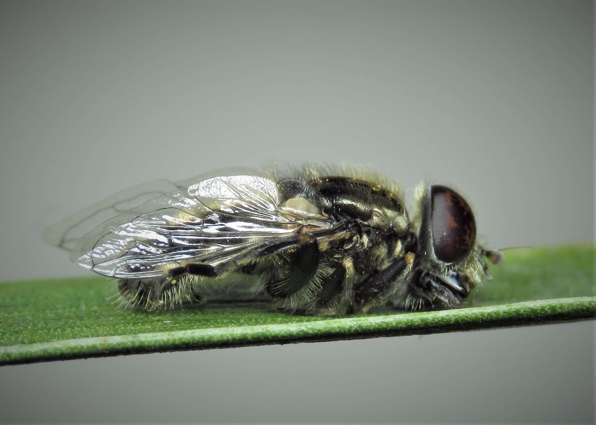 Image of Eristalinus sepulchralis (Linnaeus 1758)