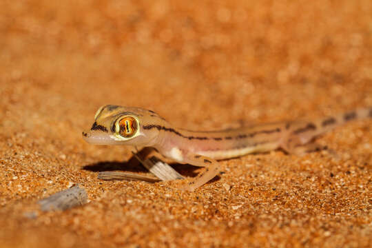 Image of Trigonodactylus Haas 1957