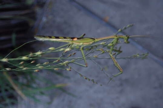 Image of African praying mantis