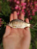 Image of Crucian Carp