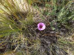 Image of Munz's mariposa lily