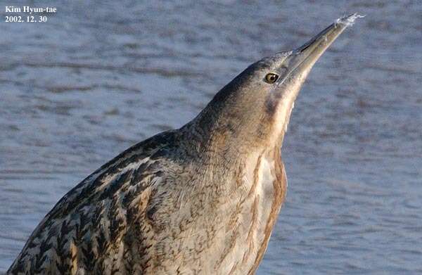 Image of great bittern, bittern