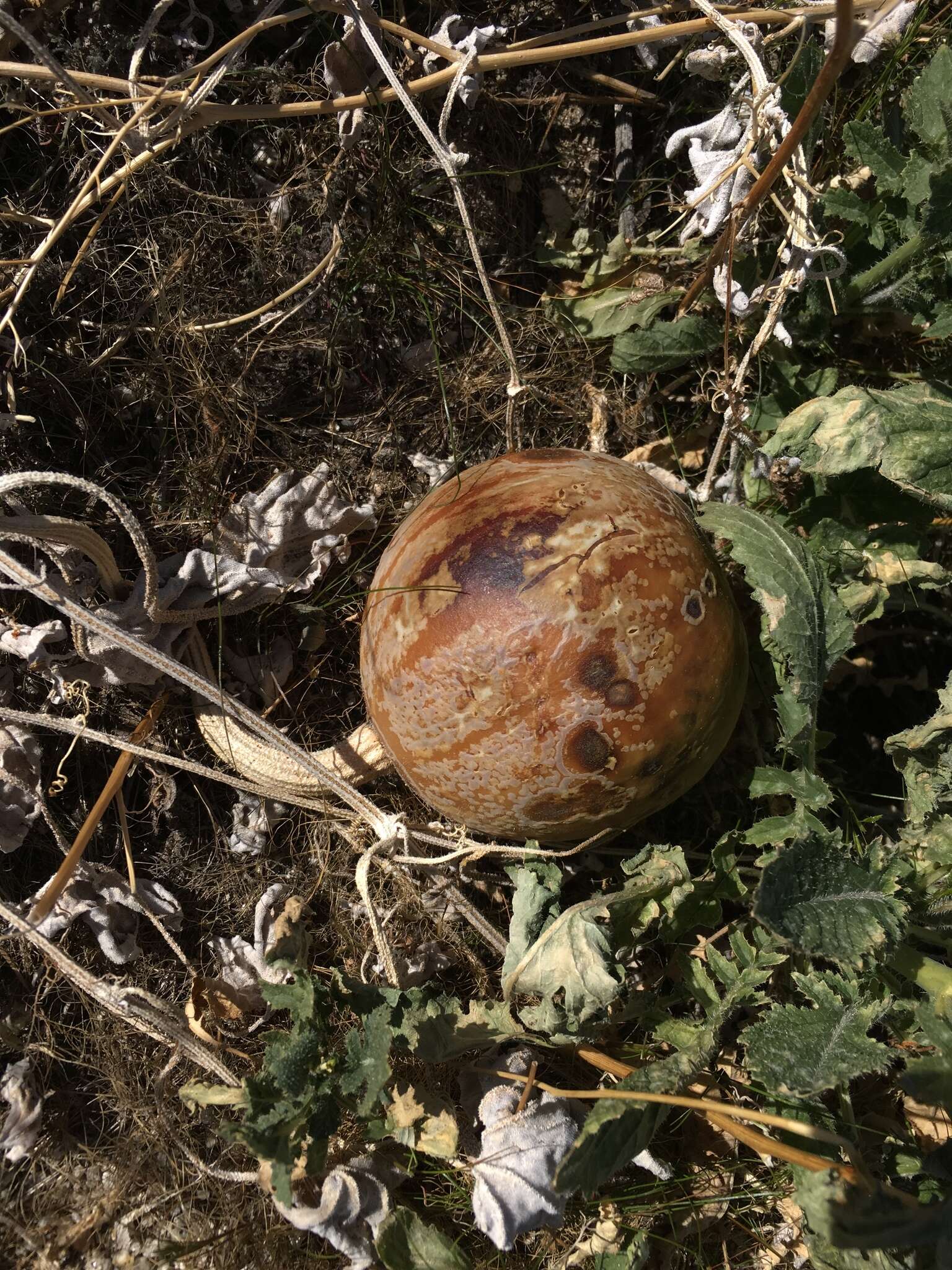 Image of coyote gourd
