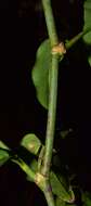 Podopterus cordifolius Rose & Standl. resmi
