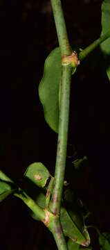 Image of Podopterus cordifolius Rose & Standl.