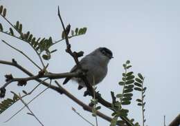 Image of Black-capped Gnatcatcher