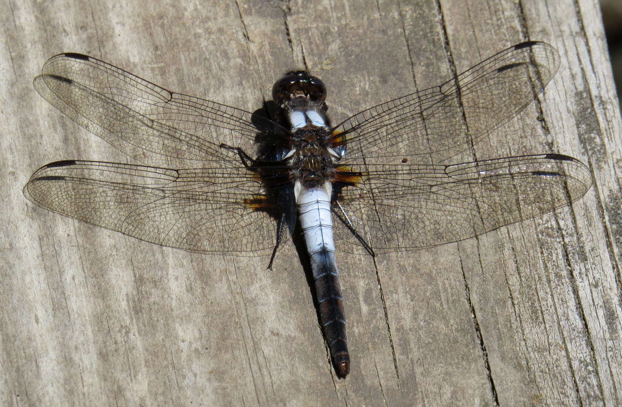 Image of Chalk-fronted Corporal