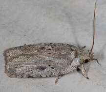 Image of Agonopterix argillacea Walsingham 1881