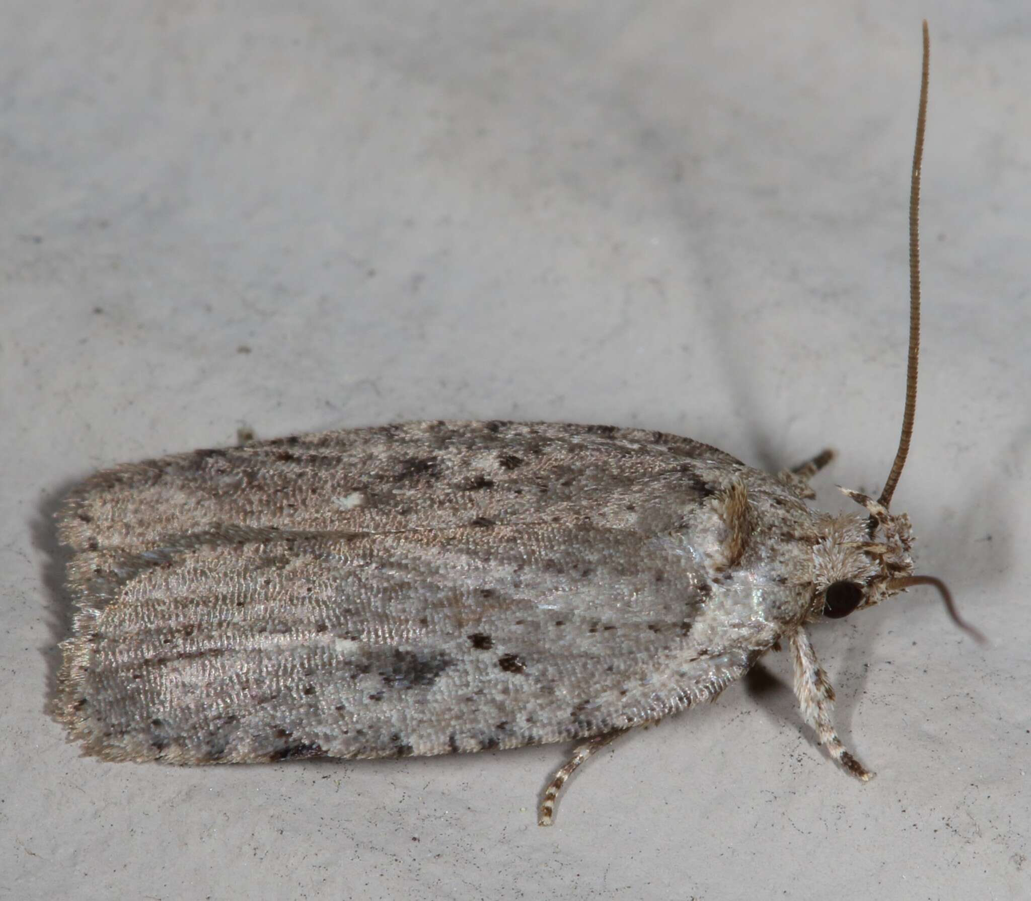 Image of Agonopterix argillacea Walsingham 1881