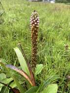 Image of Disa versicolor Rchb. fil.