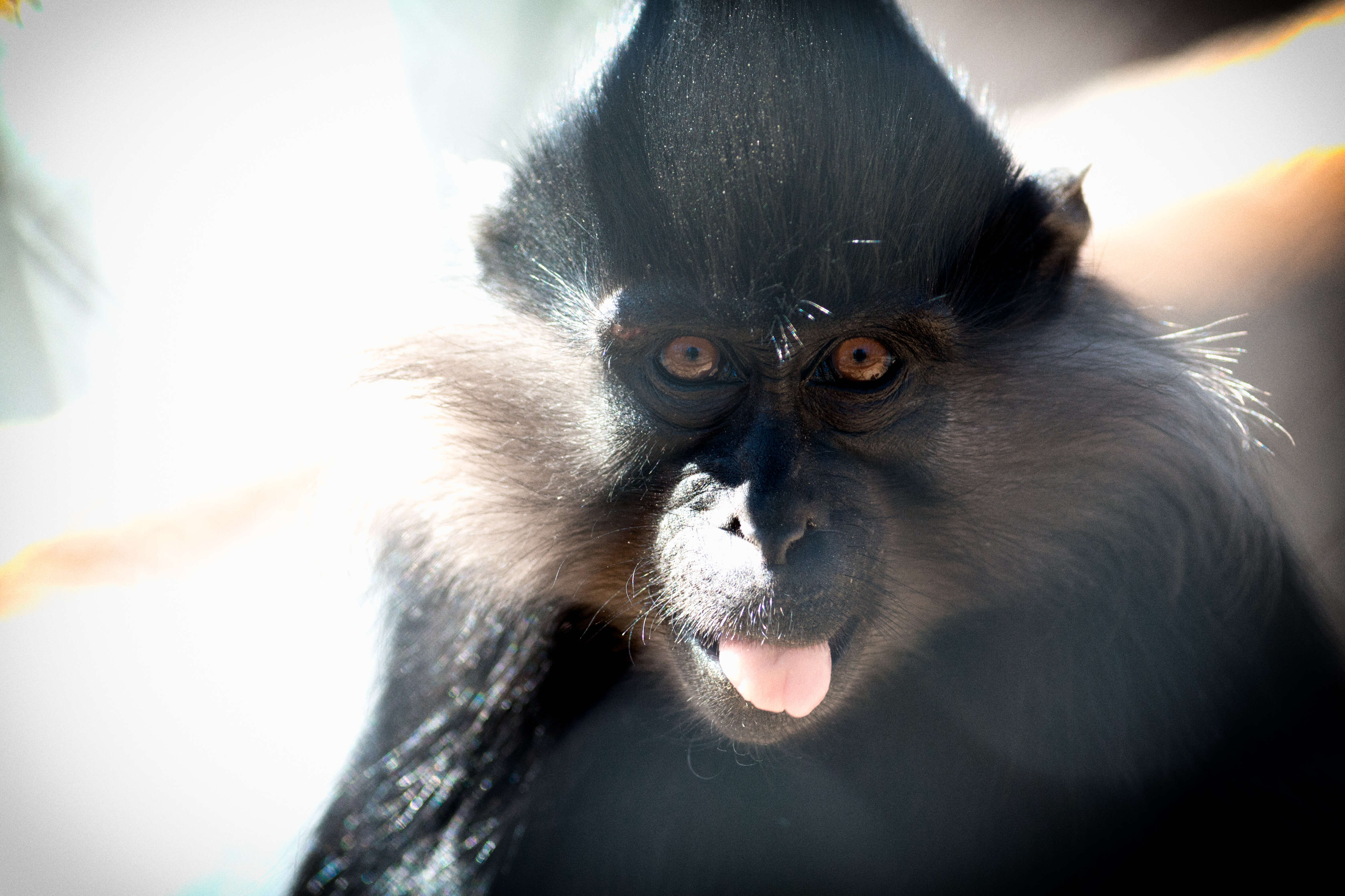 Image of Delacour's Langur