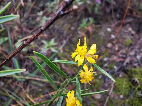 Image of Gutierrezia grandis S. F. Blake