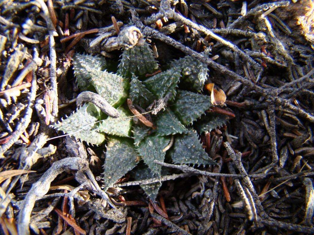 Image of Haworthia maraisii var. maraisii