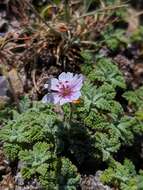 Image of Erodium celtibericum Pau