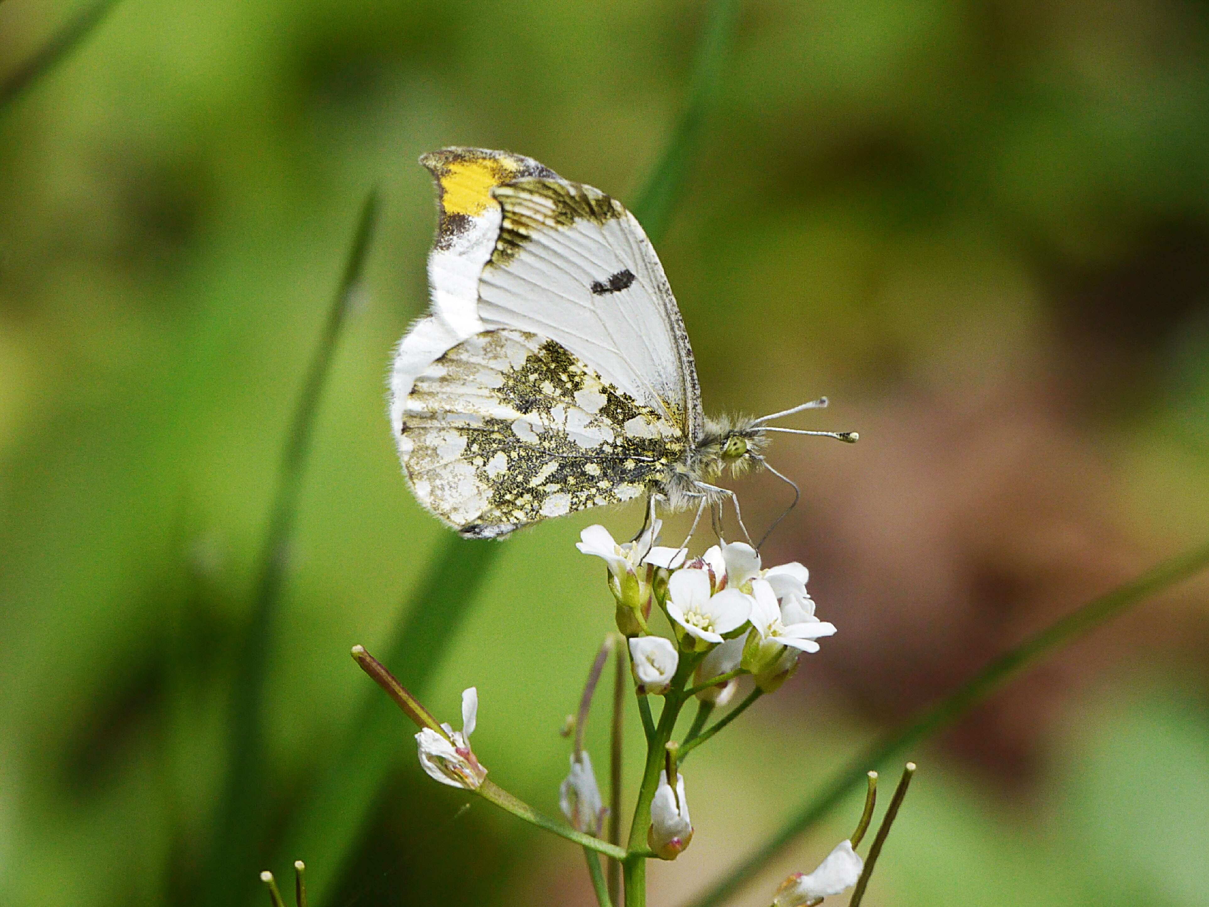 Image de Anthocharis scolymus Butler (1866)