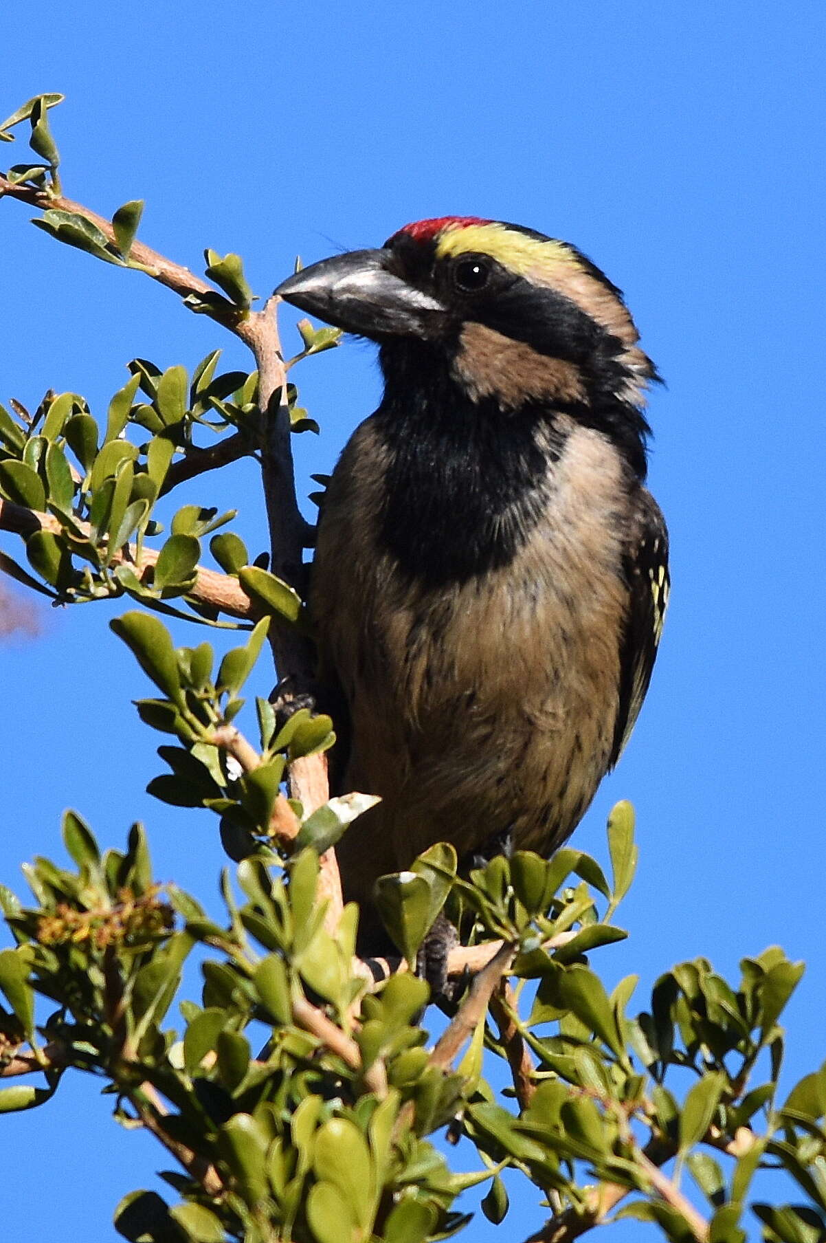 Tricholaema leucomelas centralis (Roberts 1932) resmi