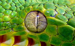 Image of Emerald Tree Boa