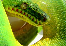 Image of Emerald Tree Boa