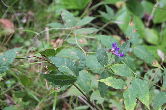 Imagem de Vicia venosa (Link) Maxim.