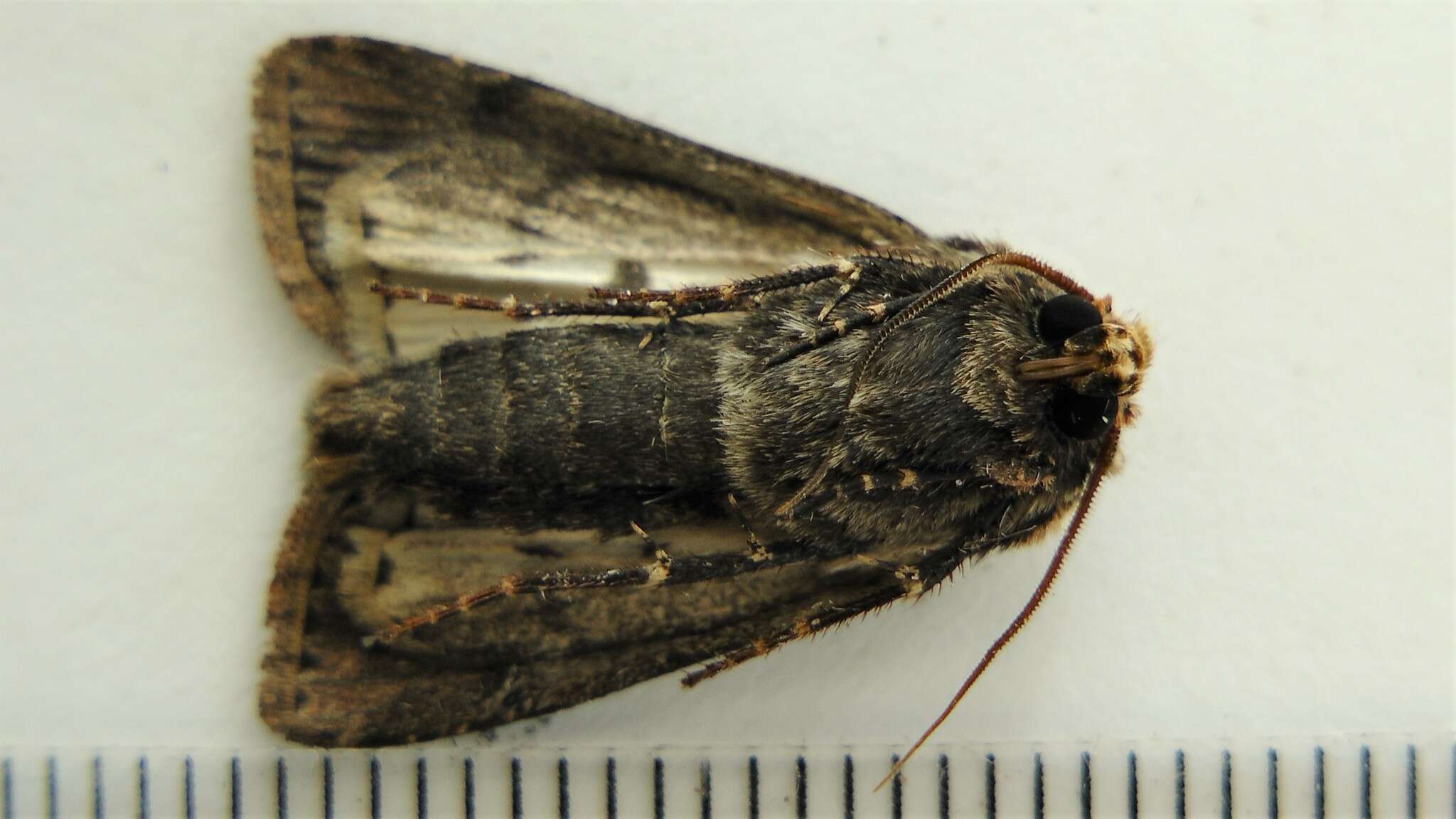 صورة Agrotis volubilis Harvey 1874