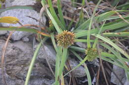 Image of coastal sedge