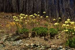 Слика од Eriogonum hirtellum Howell & Bacigal.