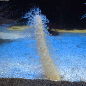 Image of Cavernularia Valenciennes ex Milne-Edwards & Haime 1850