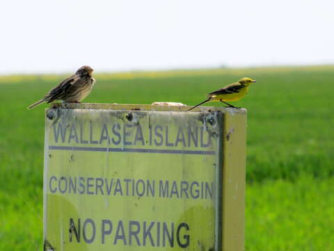 Image of Corn Bunting