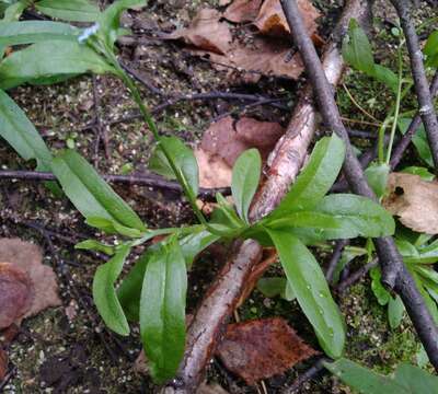 Image de Myosotis laxa subsp. cespitosa (C. F. Schultz) Nordh.