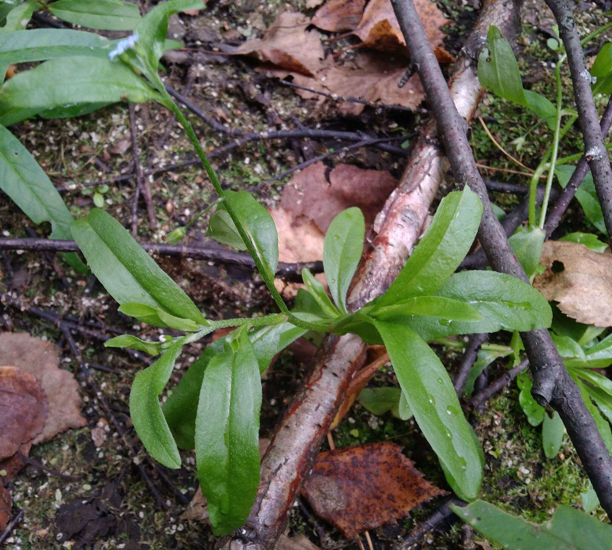 Image of Myosotis laxa subsp. cespitosa (C. F. Schultz) Nordh.