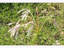 Imagem de Crinum arenarium Herb.