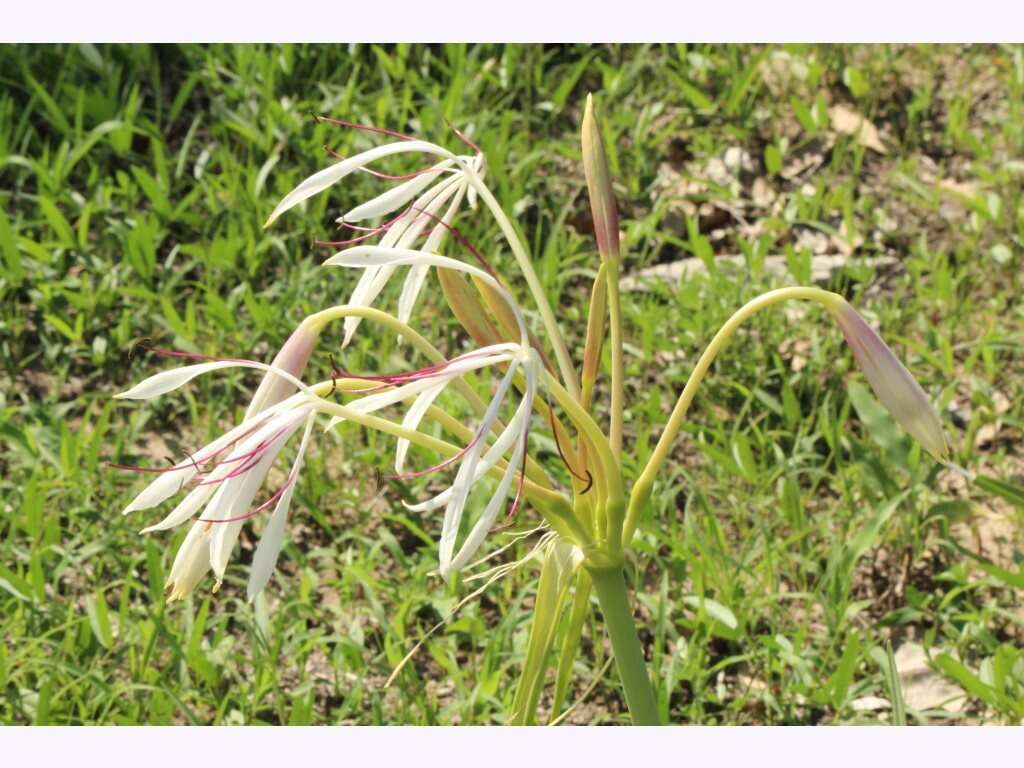 Image of Crinum arenarium Herb.