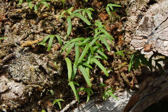 Image of Synammia feuillei (Bert.) Copel.