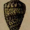 Image of Conus lugubris Reeve 1849