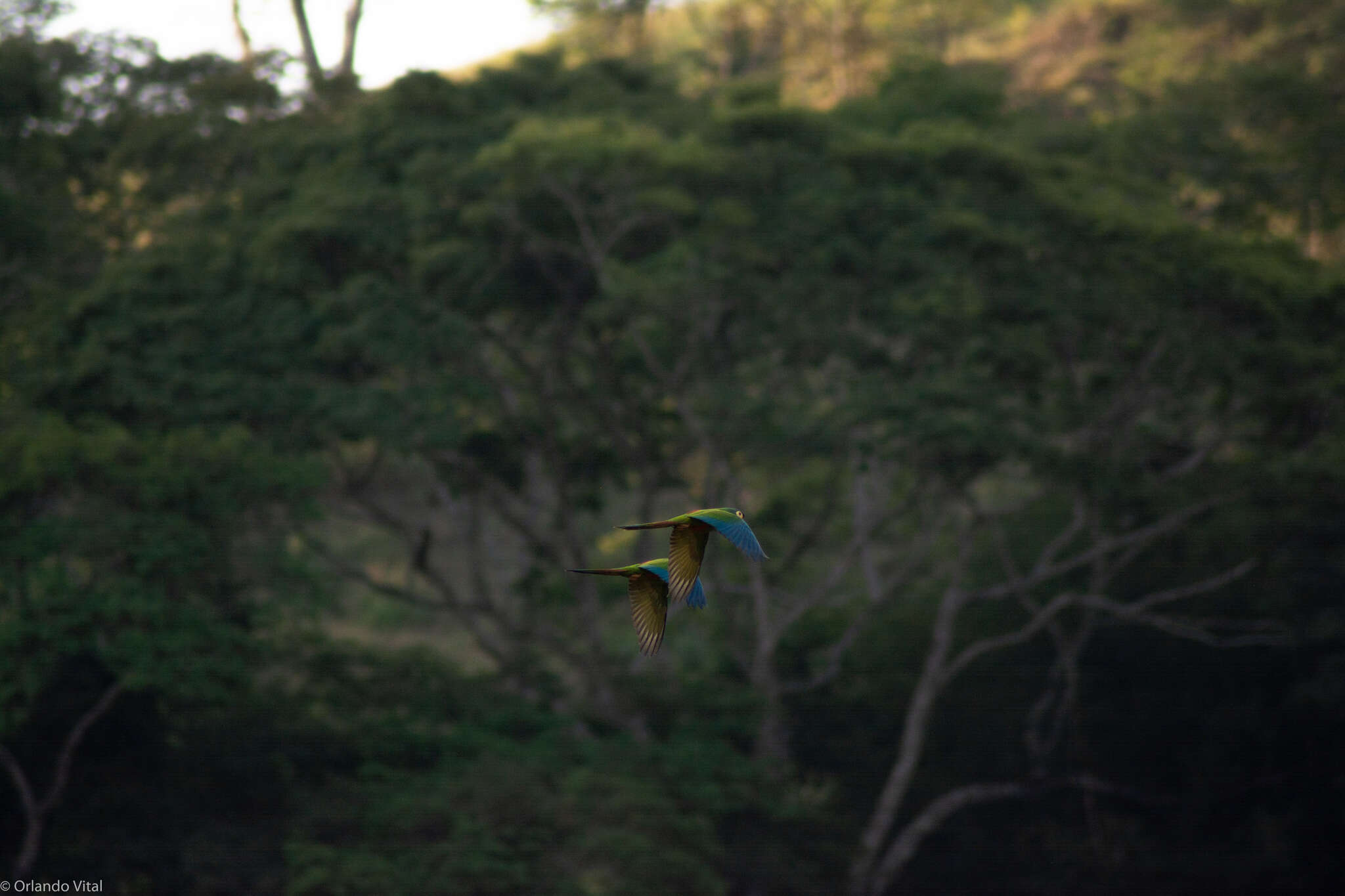 Image of Blue-winged Macaw