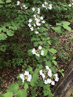 Image of Viburnum plicatum var. tomentosum (Thunb. ex Murray) Miq.