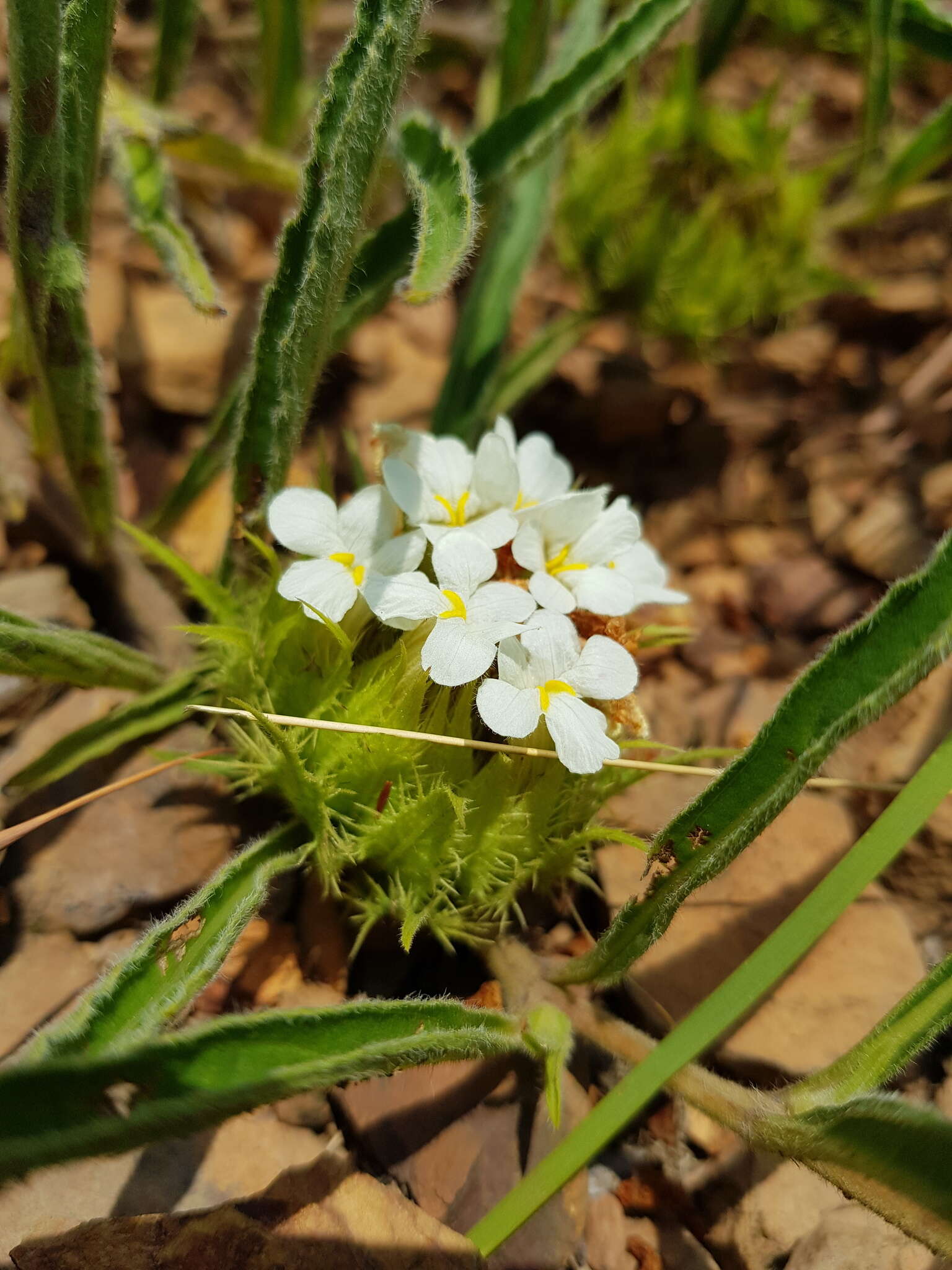 صورة Crabbea angustifolia Nees