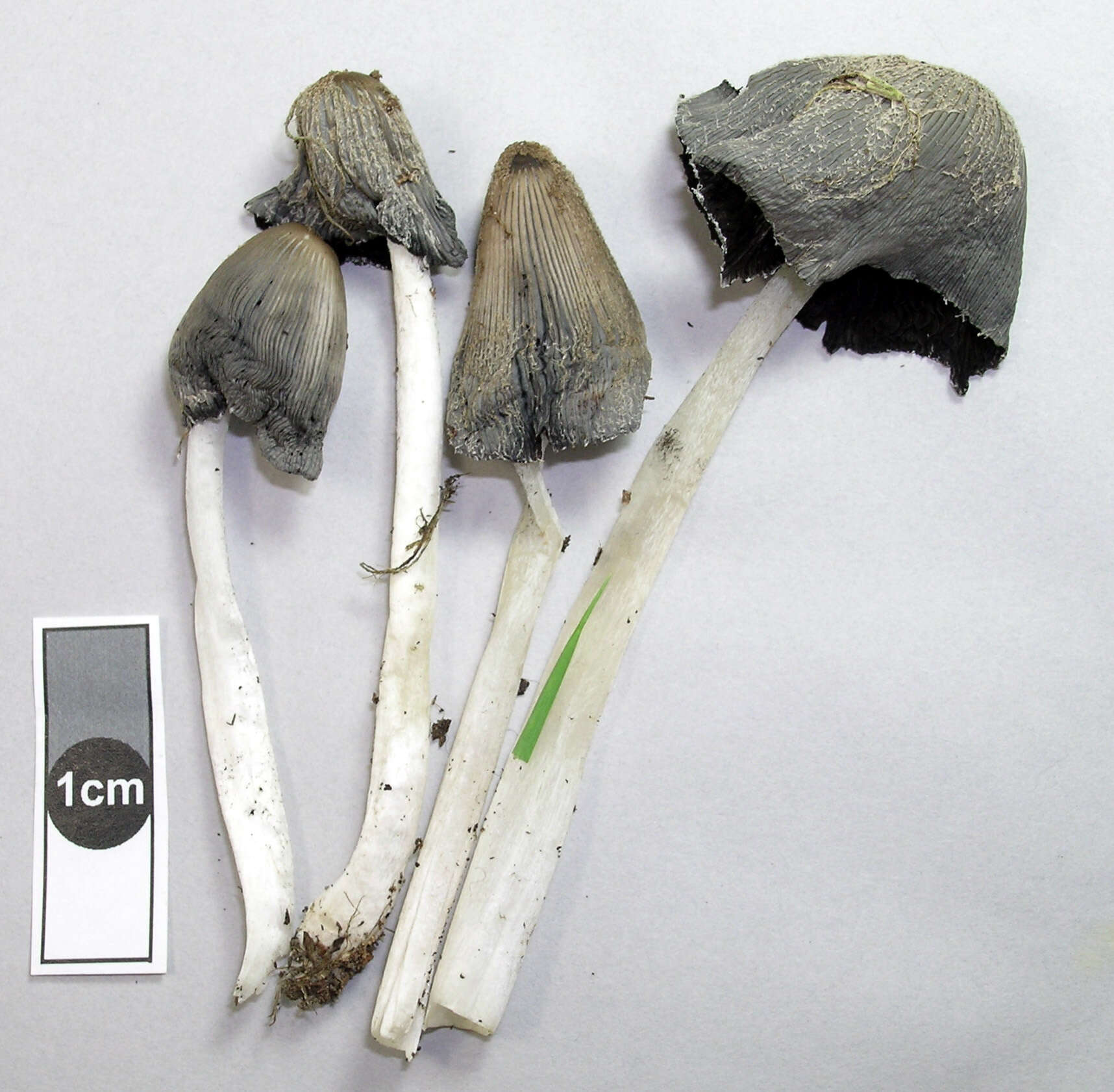 Coprinopsis lagopides (P. Karst.) Redhead, Vilgalys & Moncalvo 2001 resmi